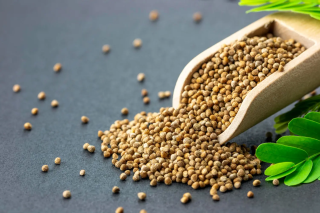 Peran Ketumbar dalam Meningkatkan Rasa dan Kesehatan Pencernaan